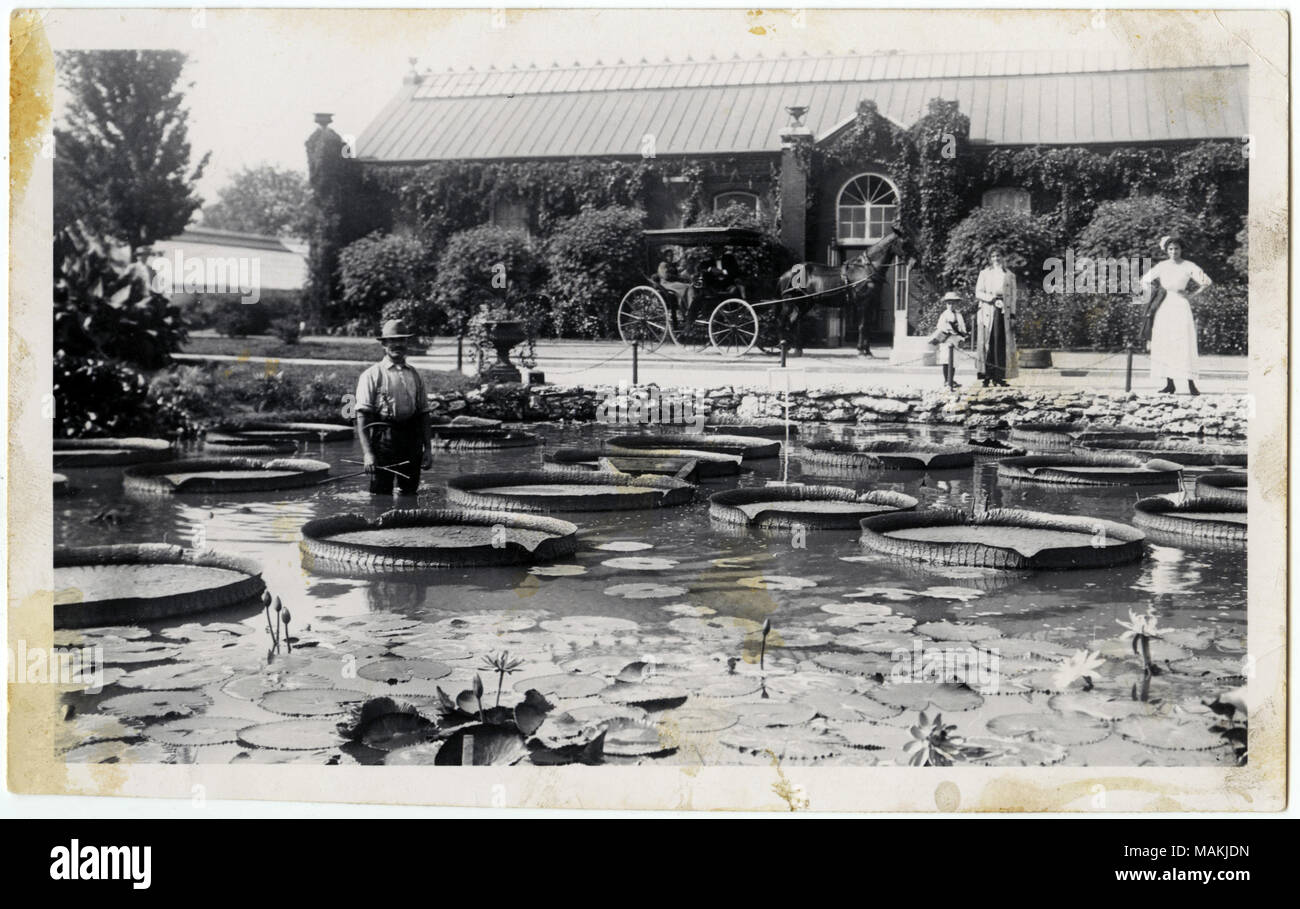 Horizontal, schwarz-weiß Foto, das einen Mann zeigt, der im Seerosenteich im Tower Grove Park. Riesige Lily Pads können alle um ihn herum gesehen werden. Zwei Frauen und ein kleines Kind sehen Sie ihn von der Kante der Teich, während mehrere andere Männer und Frauen von einem Pferd watch-Schlitten in der Straße angehalten. Ein mit Efeu bewachsene Gebäude ist im Hintergrund. Titel: Mann in den Teich im Tower Grove Park. . Zwischen 1905 und 1915. Stockfoto
