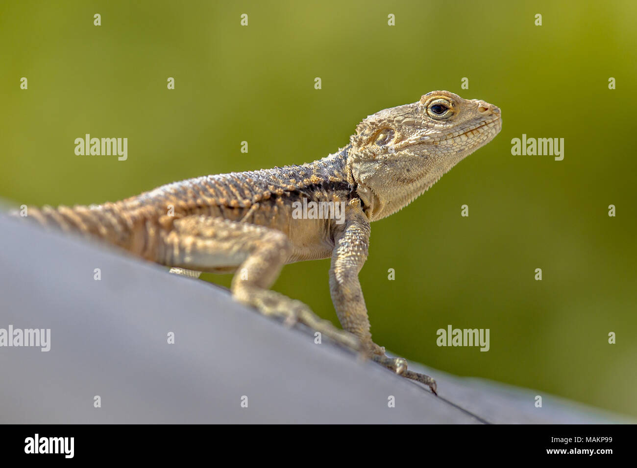 Sling-tailed Agama stellio (Stellagama cypriaca) endemische Unterarten subsp auf der Insel Zypern, oben zu schauen. Stellagama ist eine monotypische Gattung von agam Stockfoto