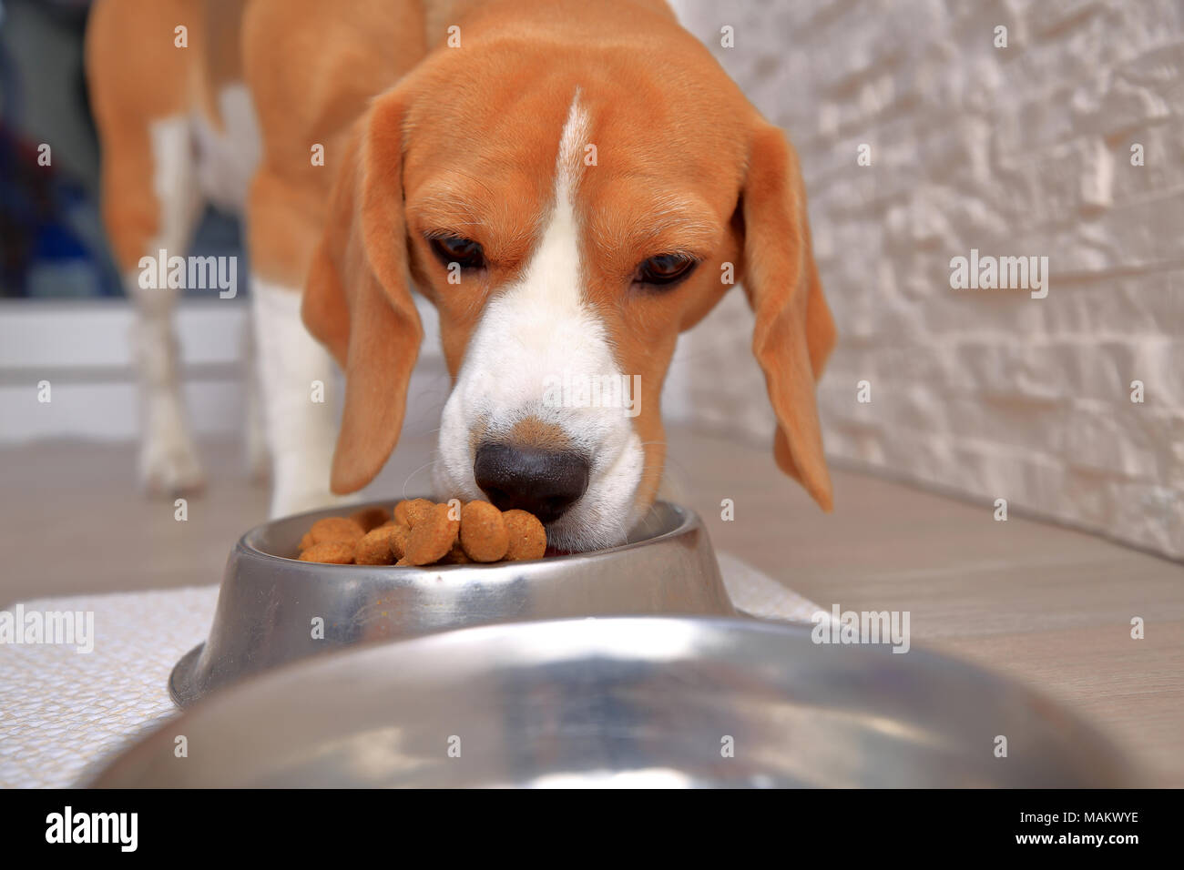 Ein beagle Hund Essen aus dem Behälter voll Stockfoto