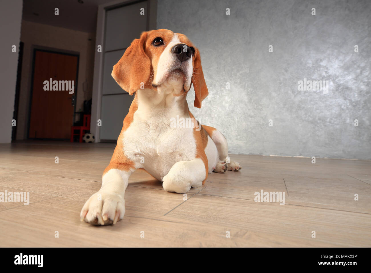 Ein beagle Hund auf Holzboden im Innenbereich. Hund in der leeren Wohnung. Stockfoto