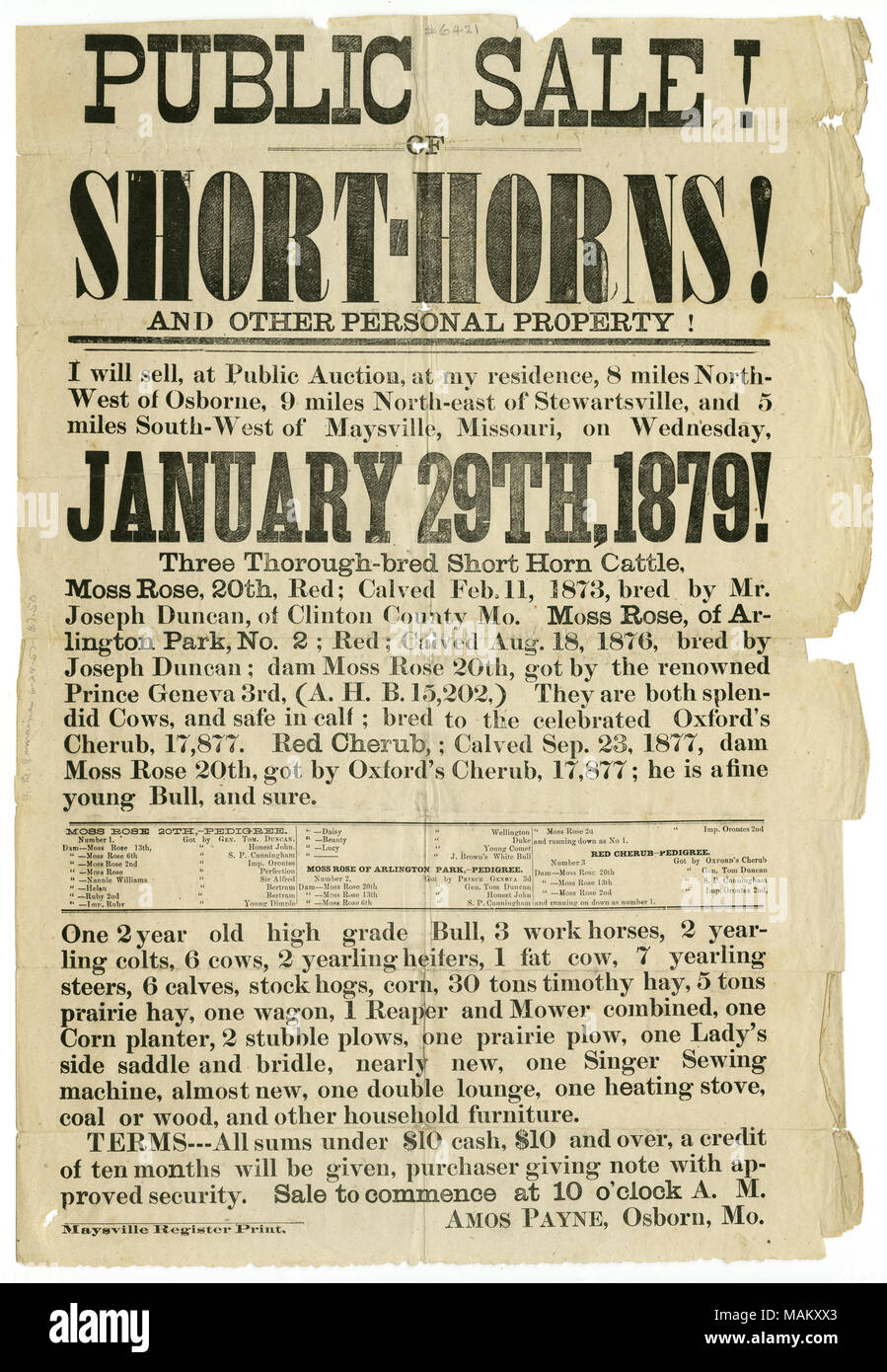 Für den Verkauf von drei gründliche reinrassige kurze Horn Vieh. Titel: Werbung für den öffentlichen Verkauf von Vieh und persönliches Eigentum von Amos Payne, Osborn, Missouri, 29. Januar 1879. 29. Januar 1879. Maysville Registrieren Drucken Stockfoto