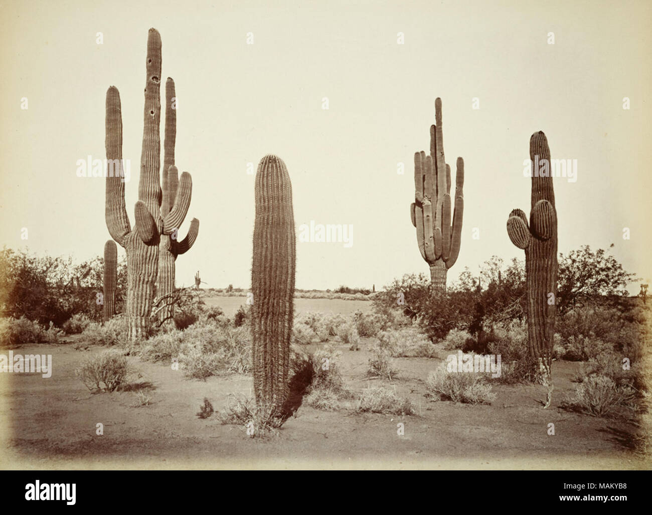 . Englisch: Ein Album von Carleton E Watkins (1829-1916), einer der besten amerikanischen Landschaftsfotografen des neunzehnten Jahrhunderts. . 1873 bis 1883. Carleton Watkins -8296) - Alternative Namen Carleton E. Watkins, Carleton Eugene Watkins, Carleton Emmons Watkins, C.E. Watkins; Eugene Watkins Beschreibung amerikanischer Fotograf Geburtsdatum / Tod am 11. November 1829 vom 23. Juni 1916 Ort der Geburt / Todes Oneonta, New York Napa Arbeit Periode zwischen 1861 und 1906 Arbeiten Standort Kalifornien, Oregon, Utah Authority control: Q 2939083 VIAF: 045696 ISNI: 00 0001 0872 7077 ULAN: 0002731 LCCN Stockfoto