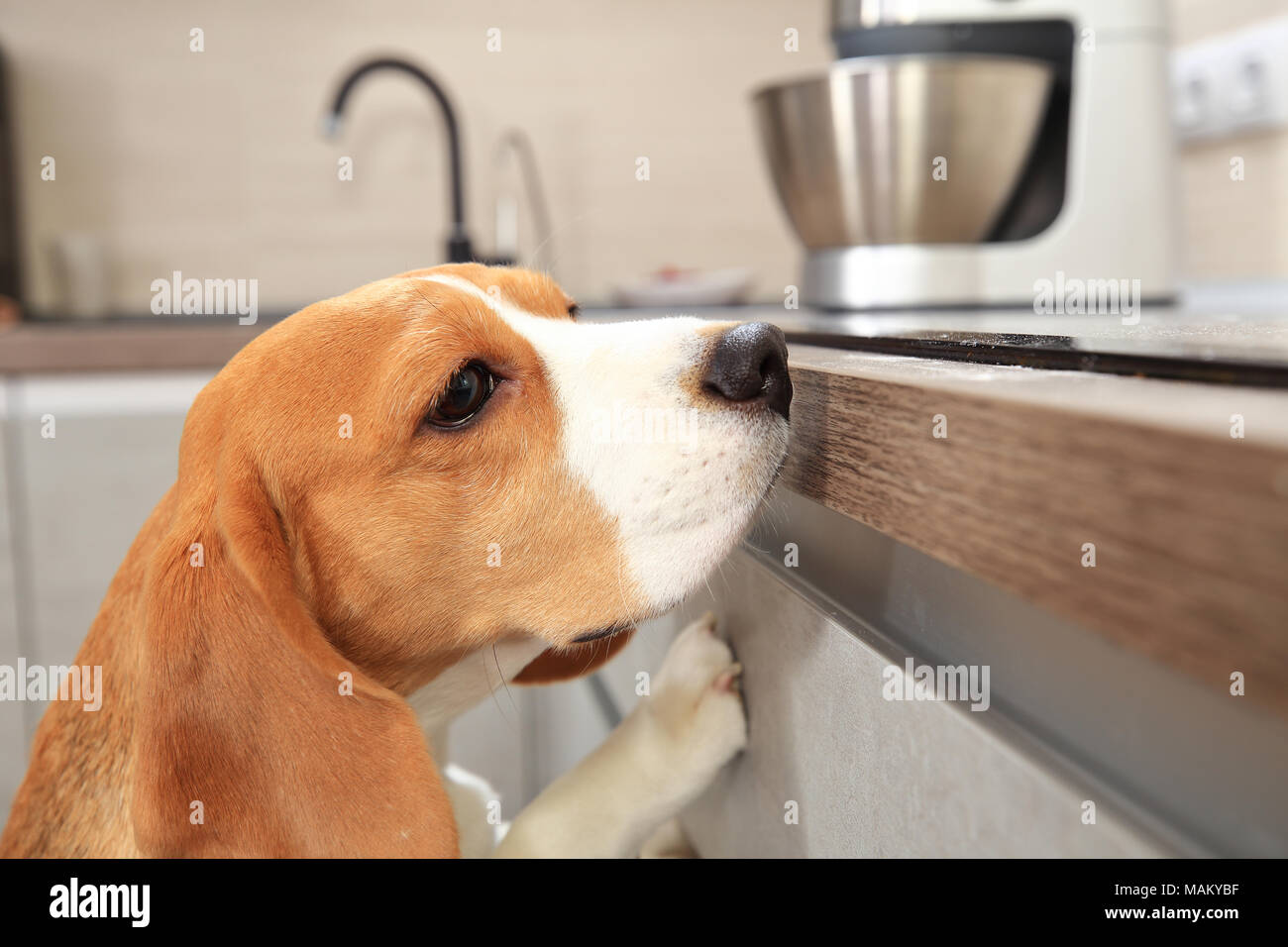 Ein beagle Hund auf der Suche nach Futter auf dem Tisch. Allein beagle Hund zu Hause. Stockfoto