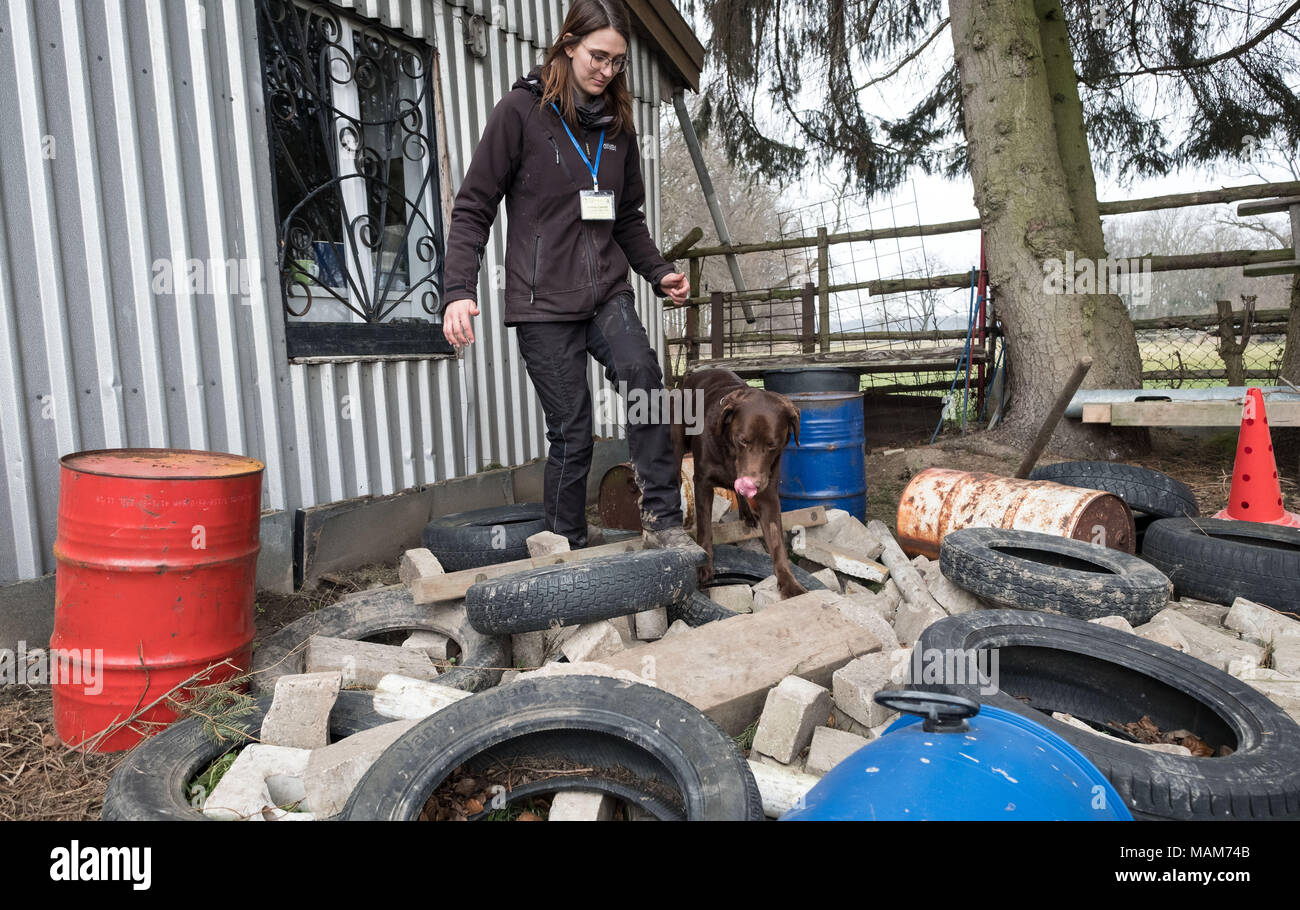 25 März 2018, Deutschland, Barsinghausen: Labrador "Harry" nach einem Duft, der in einem kleinen Bereich der Schmutz mit seinem Besitzer Kathrin Eikhoff als Teilnehmer in der 4. Offenen Zustand Meisterschaft für Rettungshunde. Foto: Peter Steffen/dpa Stockfoto