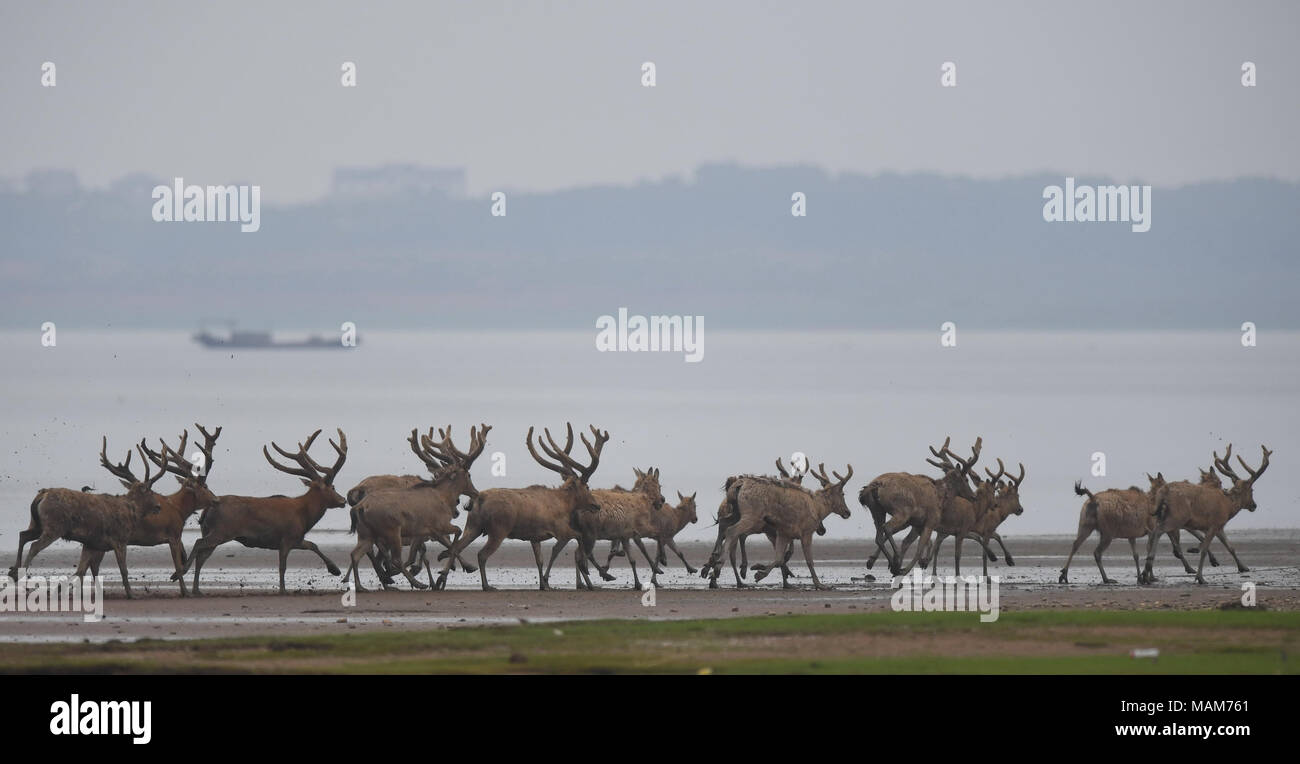 Nanchang. 3 Apr, 2018. Eine Herde von milu Rotwild Galopp im Feuchtgebiet um Poyang See in der ostchinesischen Provinz Jiangxi, 3. April 2018. China Dienstag 47 seltene milu Hirsche in freier Wildbahn in den Feuchtgebieten um Poyang See, die biologische Vielfalt zu verbessern und das Ökosystem des Landes der größte Süßwassersee schützen. Credit: Zhou Mi/Xinhua/Alamy leben Nachrichten Stockfoto