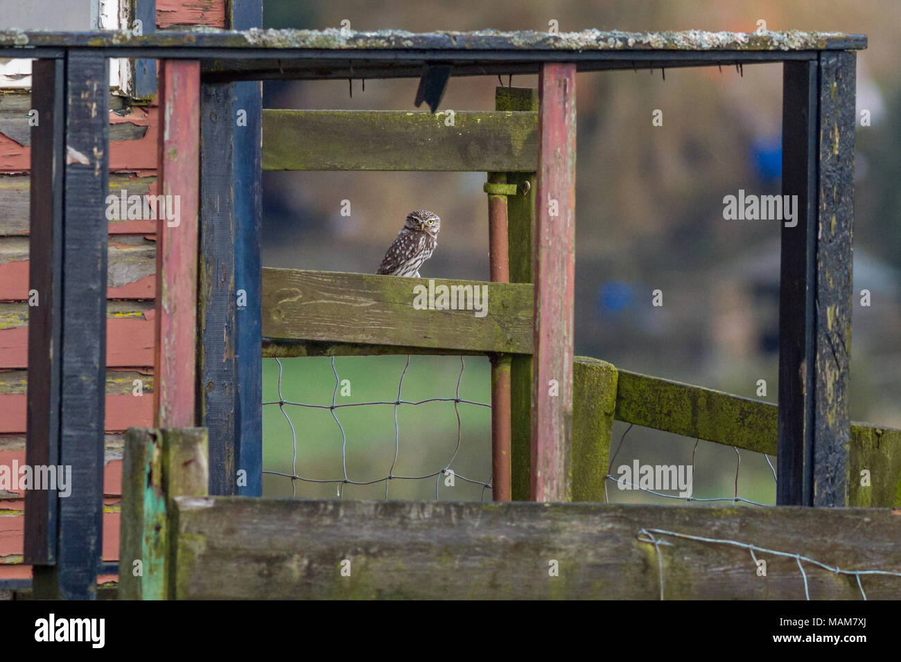 Burley-in-Wharfedale, West Yorkshire, UK. 3. April 2018. UK Wetter: UK Wildlife: Burley-in-Wharfedale, West Yorkshire, UK. 3. April 2018. Kleine Eule sitzt draußen im Tageslicht auf ein altes Gebäude in der Aufwärmphase nach dem Schnee von gestern. Rebecca Cole/Alamy leben Nachrichten Stockfoto