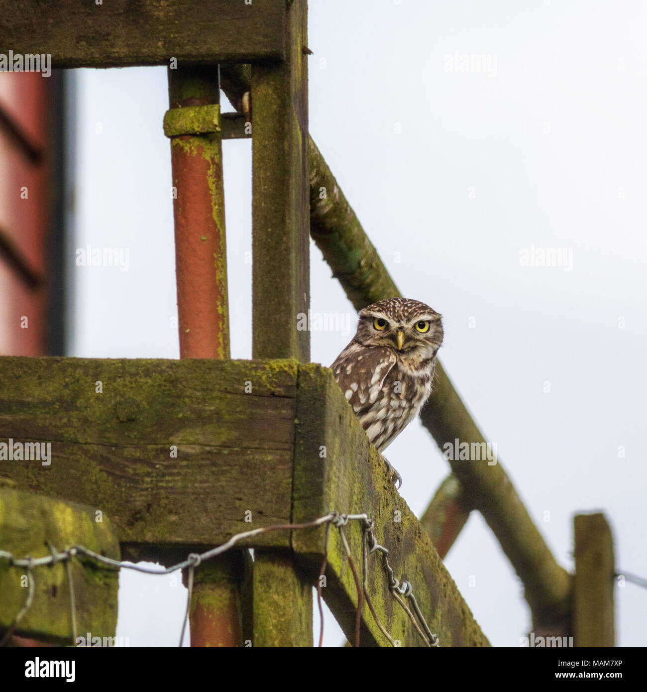 Burley-in-Wharfedale, West Yorkshire, UK. 3. April 2018. UK Wetter: UK Wildlife: Burley-in-Wharfedale, West Yorkshire, UK. 3. April 2018. Kleine Eule sitzt draußen im Tageslicht auf ein altes Gebäude in der Aufwärmphase nach dem Schnee von gestern. Rebecca Cole/Alamy leben Nachrichten Stockfoto