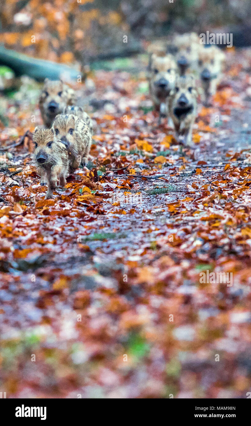 27. Januar 2018, Deutschland, Glaisin: ca. 10 Tage alte Junge Wildschweine versuchen während einer Jagd zu entkommen. Nach Schätzungen der Forstwirtschaft Behörde gibt es zu viele wilde Boards im Nordosten von Deutschland. Die Afrikanische Schweinepest ist nicht der einzige Grund, warum die Jagd auf Wildschweine intensiviert. Foto: Jens Büttner/dpa-Zentralbild/ZB Stockfoto