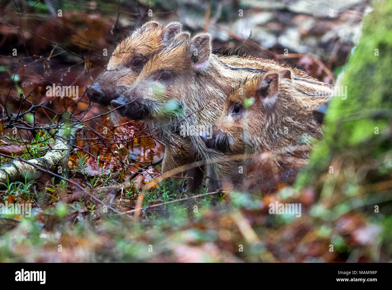 27. Januar 2018, Deutschland, Glaisin: ca. 10 Tage alte Junge Wildschweine versuchen während einer Jagd zu entkommen. Nach Schätzungen der Forstwirtschaft Behörde gibt es zu viele wilde Boards im Nordosten von Deutschland. Die Afrikanische Schweinepest ist nicht der einzige Grund, warum die Jagd auf Wildschweine intensiviert. Foto: Jens Büttner/dpa-Zentralbild/ZB Stockfoto