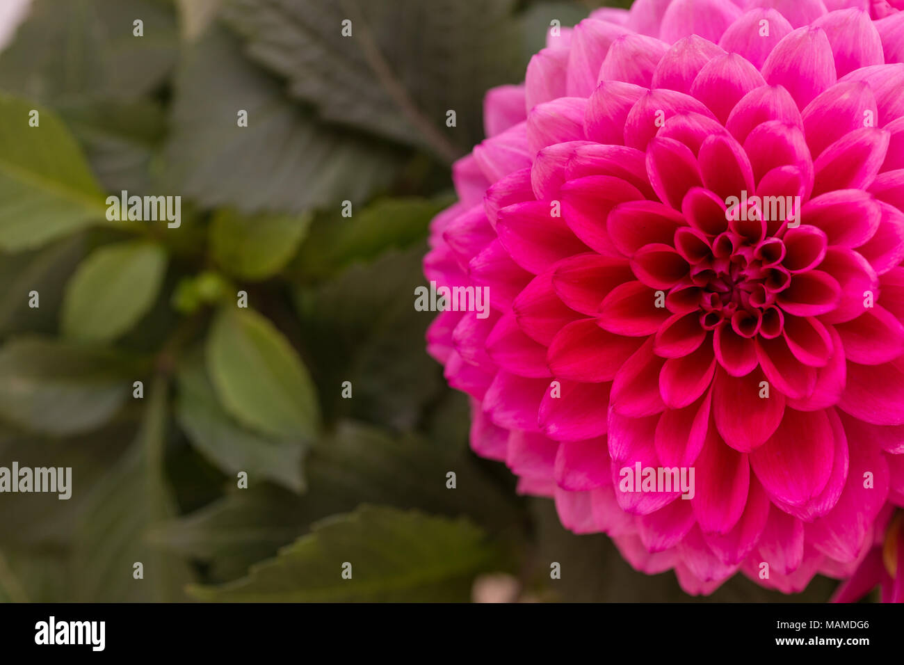 Horizontale Schuß von Pink Dahlia mit kopieren. Mit einer geringen Tiefenschärfe erschossen. Stockfoto