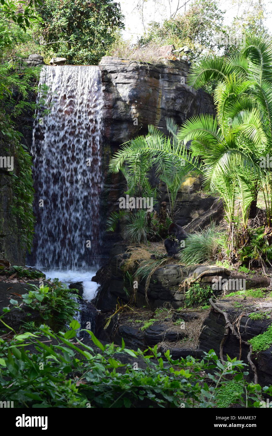 Wasserfall und westlichen Flachlandgorilla Stockfoto