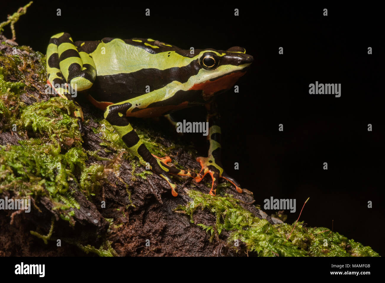 Eine besonders gefährdete stubfoot Kröte, Atelopus pulcher, endemisch in Peru. Populationen dieser Arten sind gefallen, und es ist vom Aussterben bedroht. Stockfoto