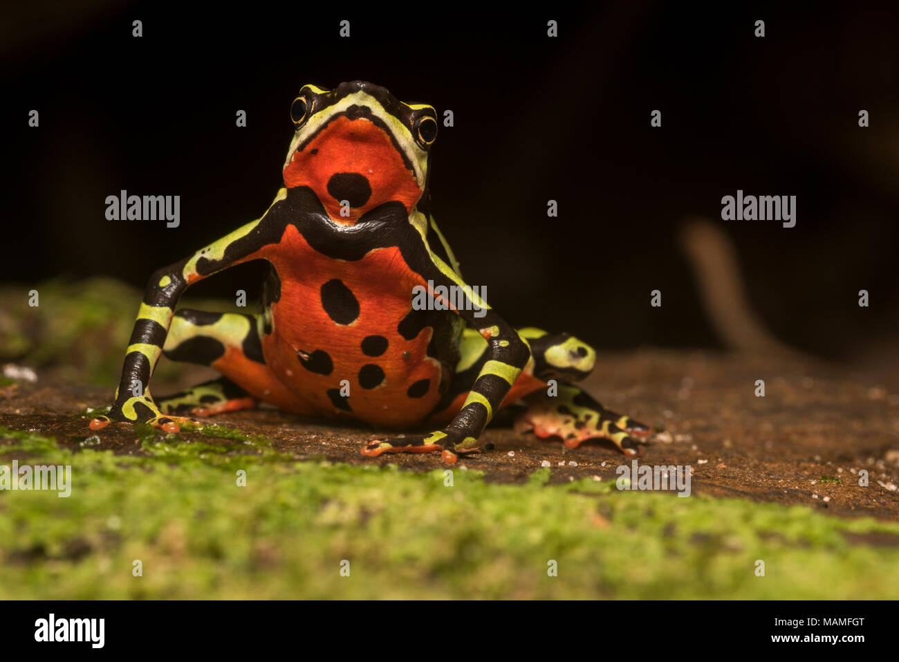 Eine besonders gefährdete stubfoot Kröte, Atelopus pulcher, endemisch in Peru. Populationen dieser Arten sind gefallen, und es ist vom Aussterben bedroht. Stockfoto