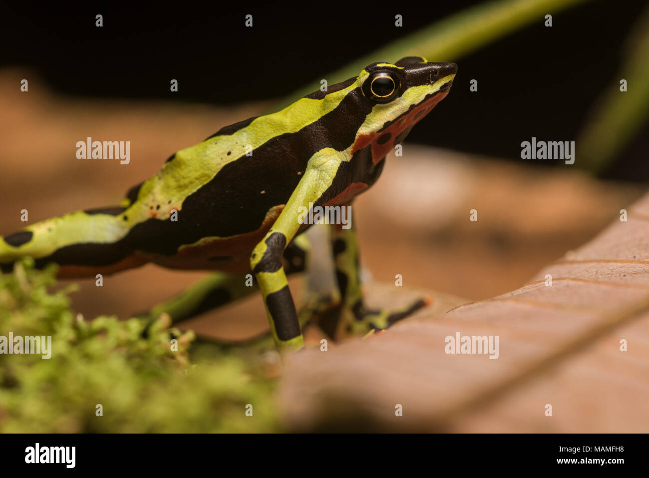 Eine besonders gefährdete stubfoot Kröte, Atelopus pulcher, endemisch in Peru. Populationen dieser Arten sind gefallen, und es ist vom Aussterben bedroht. Stockfoto