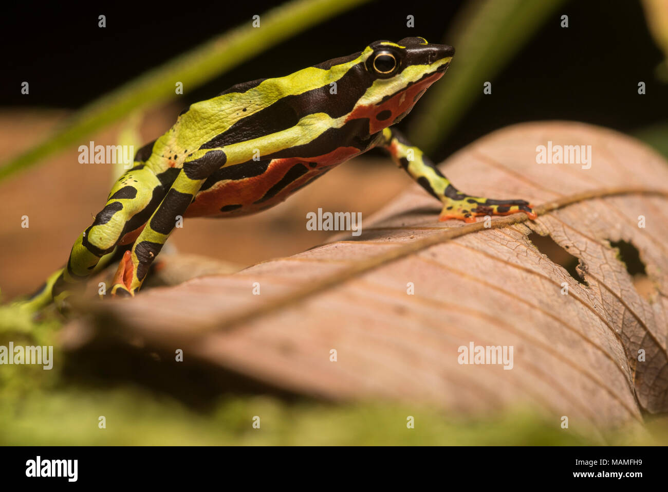 Eine besonders gefährdete stubfoot Kröte, Atelopus pulcher, endemisch in Peru. Populationen dieser Arten sind gefallen, und es ist vom Aussterben bedroht. Stockfoto