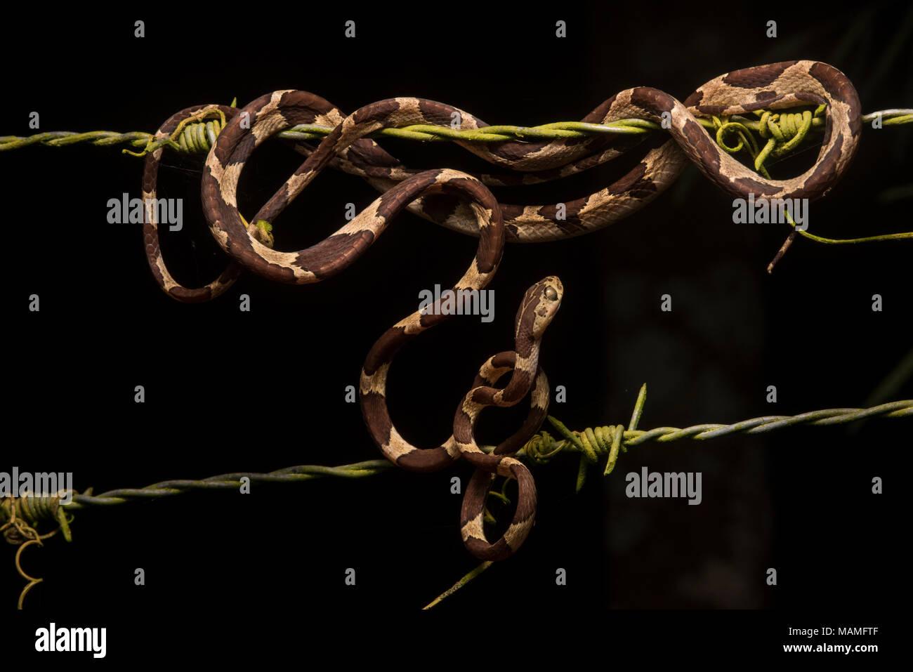 Eine stumpfe Spitze tree snake (Imantodes cenchoa) aufgewickelt auf einem Widerhaken - Zaun, dass neben den Regenwald lief. Stockfoto