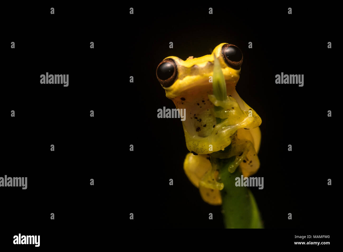 Ein clown Laubfrosch (Dendropsophus) aus den peruanischen Dschungel. Diese sehr nette kleine Frösche können um stehendes Wasser in den Regenwald zu finden. Stockfoto