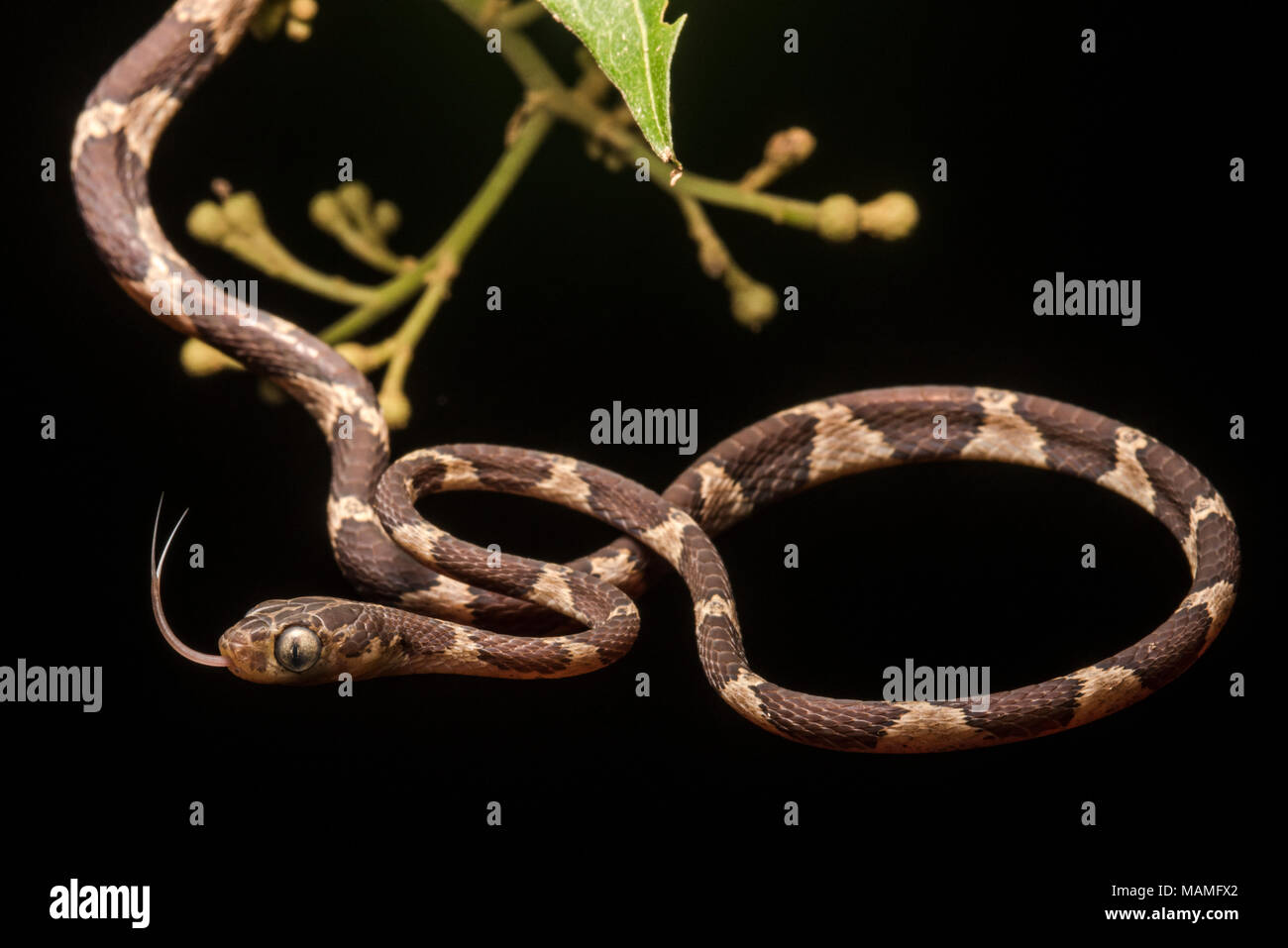 Eine nachtaktive Schlange der Neotropis, der blunthead tree snake (Imantodes cenchoa). Diese Schlangen bewegen sich die Bäume und Büsche auf der Suche nach Essen. Stockfoto