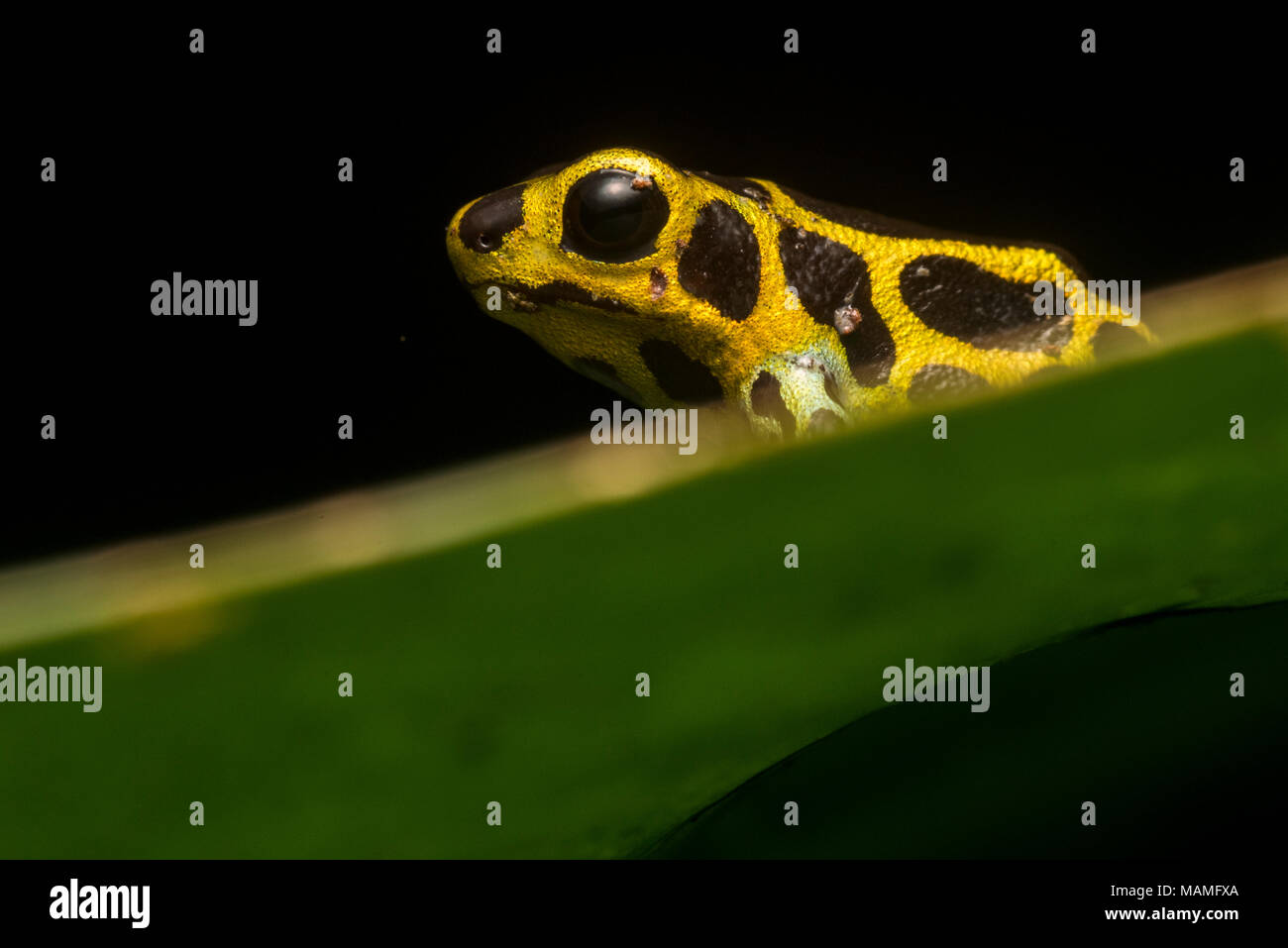 Einen kleinen Pfeilgiftfrosch (Ranitomeya Imitator) eine Art, die man auf der Miniaturansicht gift Frösche werden auf ein Blatt im peruanischen Dschungel betrachtet wird. Stockfoto