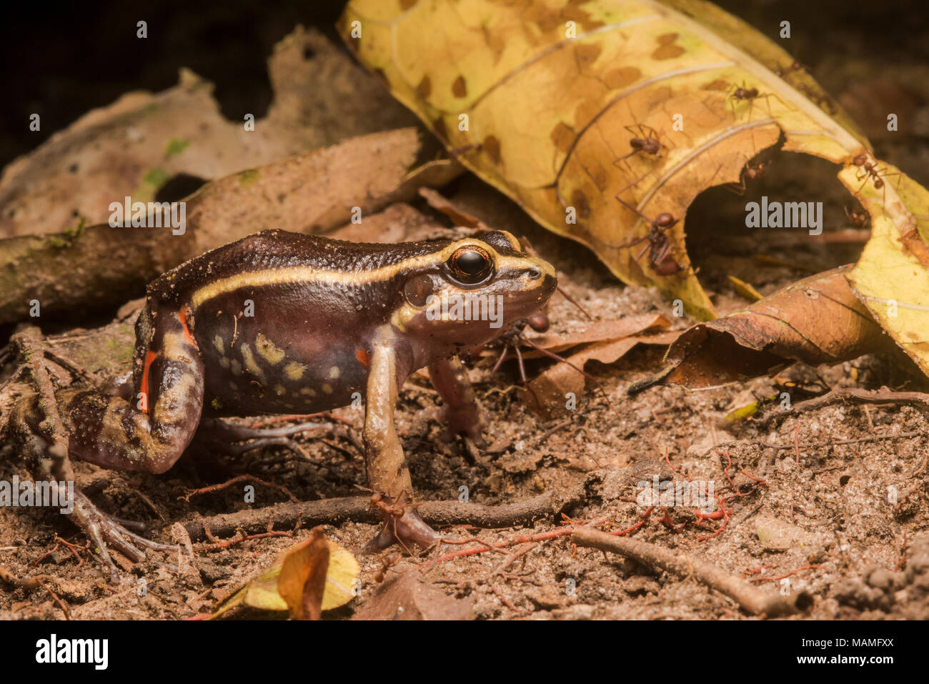 Eine gemalte Ant's Nest Frosch (Lithodytes lineatus) eine Spezies, die Co - bewohnt Blatt cutter Ameisennestern, eng sehen Sie die Ameisen um dieses. Stockfoto