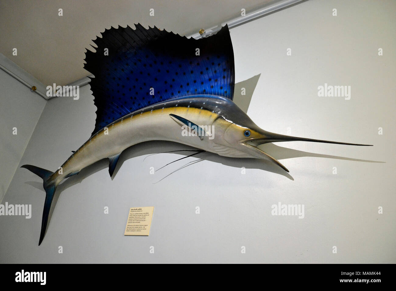 Ein Indopazifischen Sailfish am Natural History Museum at Tring, Großbritannien. Stockfoto