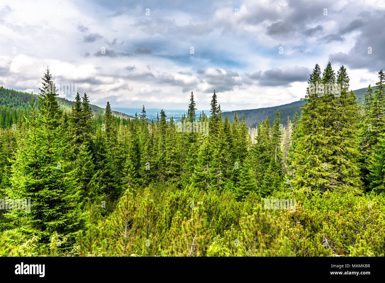 Tannen und Kiefern, Wald, Landschaft der immergrüne Nadelhölzer in Highlands Stockfoto