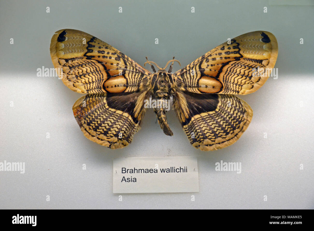 Brahmaea wallichii, oder Eule Motte am Natural History Museum at Tring, Großbritannien. Stockfoto