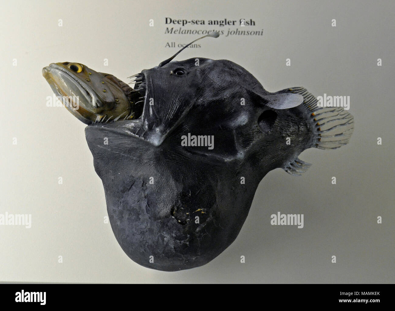 Deep sea Angler Fische einen anderen Fisch am Natural History Museum at Tring, UK schlucken. Stockfoto