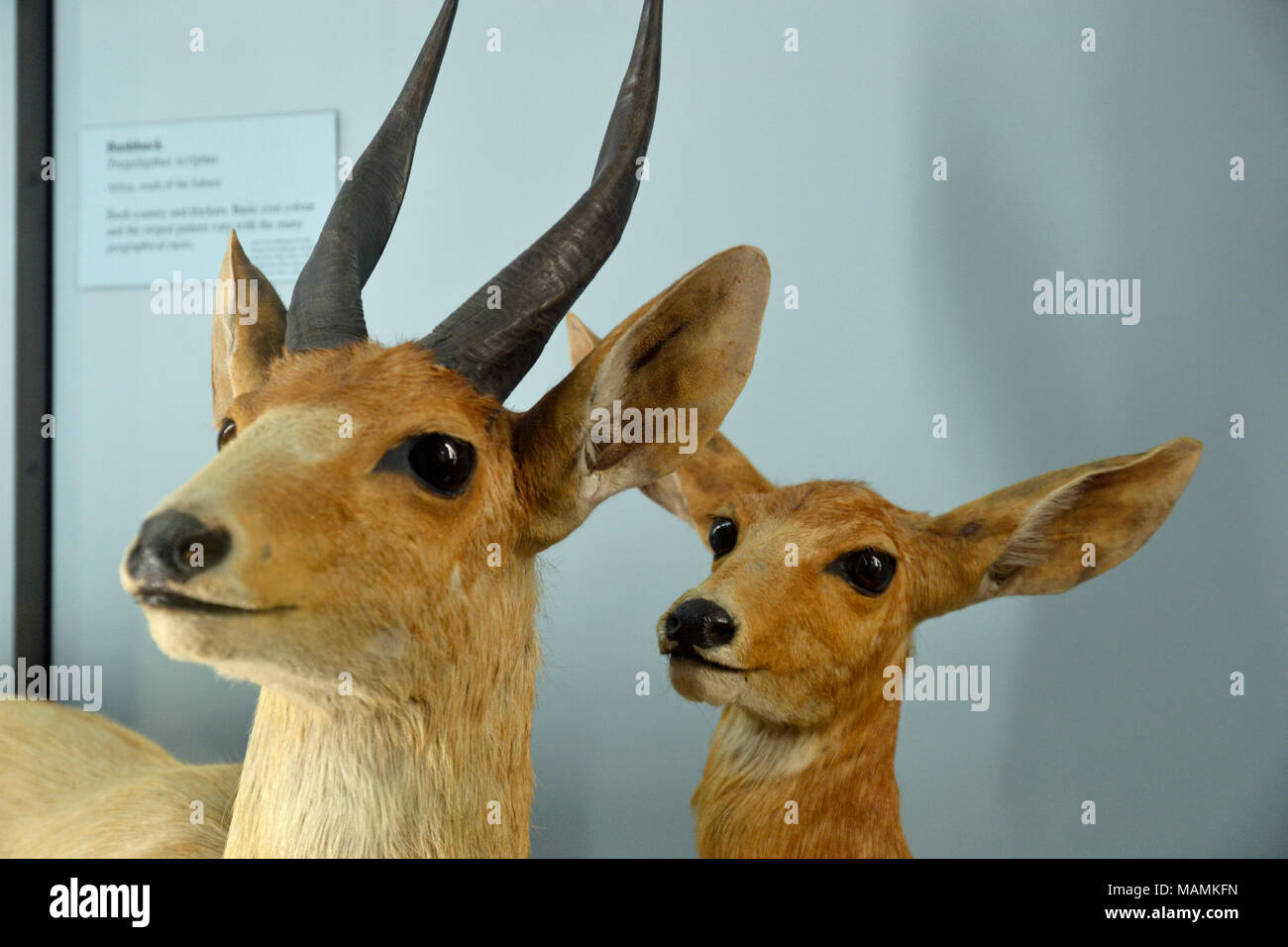 Antilopen im Natural History Museum in Tring, Hertfordshire, Großbritannien. Stockfoto