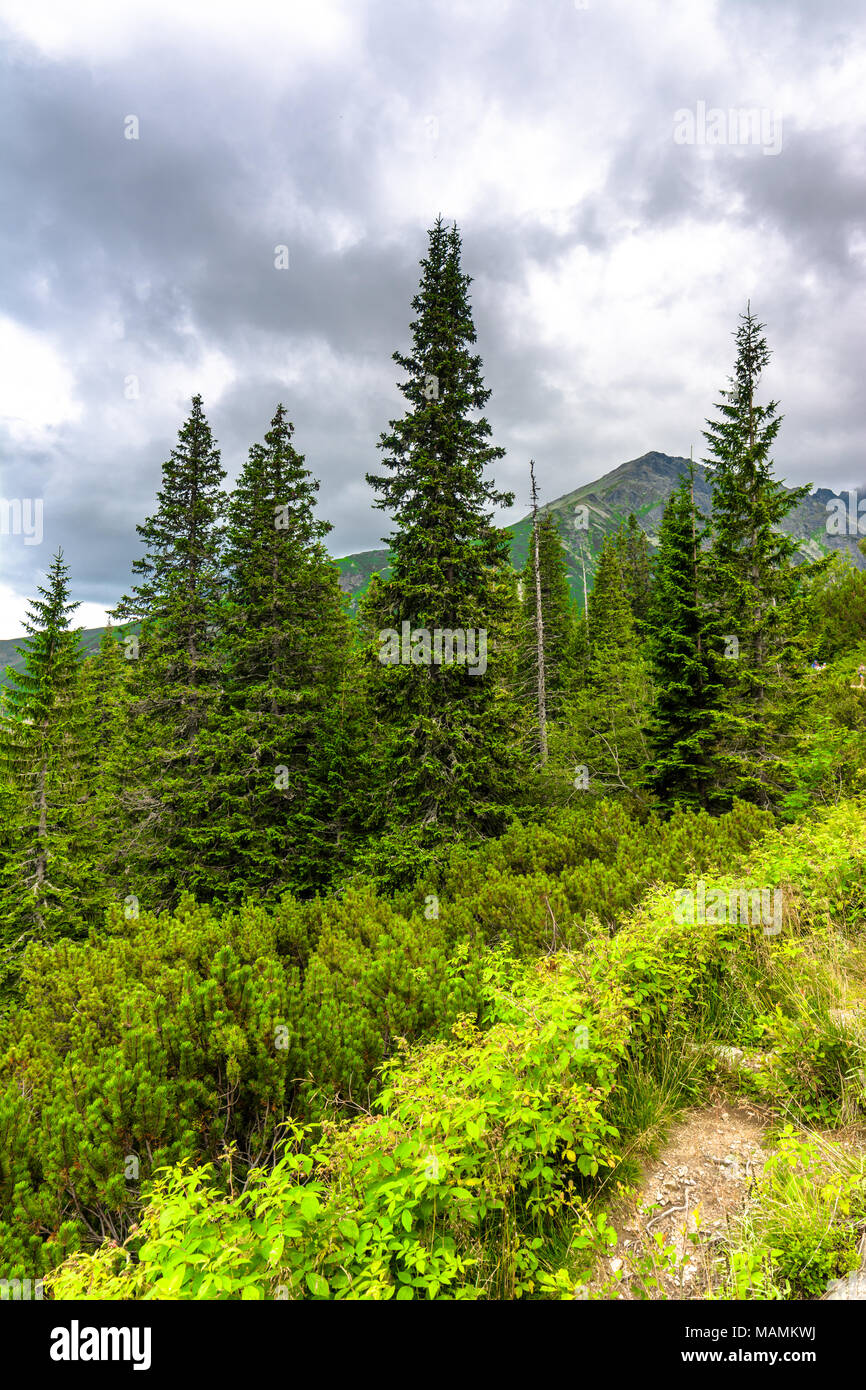 Berg grünen Wald, Landschaft der immergrüne Nadelhölzer mit Fichten, Kiefern und Tannen Kronen Stockfoto