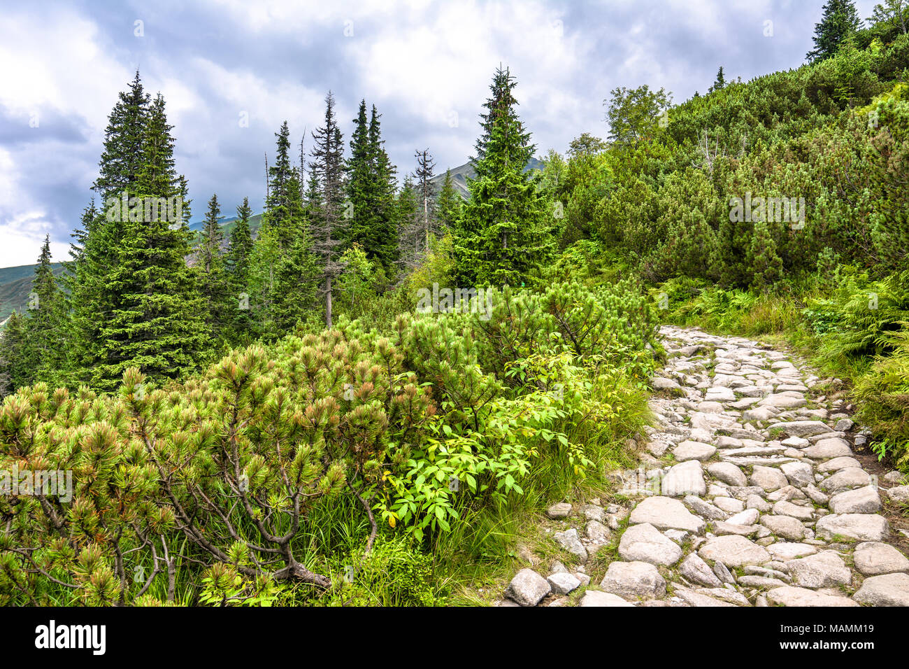 Grüne Landschaft mit Berg Trail in Wüste, Straße mit Steinen durch Dickicht von Kiefern und Tannen in Highlands führenden Stockfoto