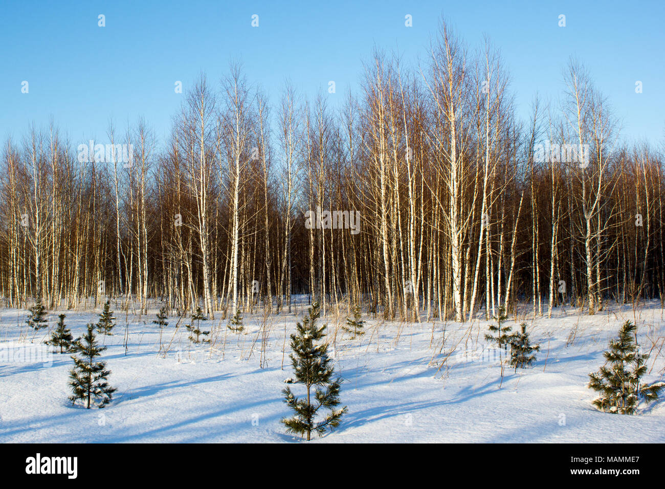 Winter Birkenwald mit kleinen Kiefern Stockfoto