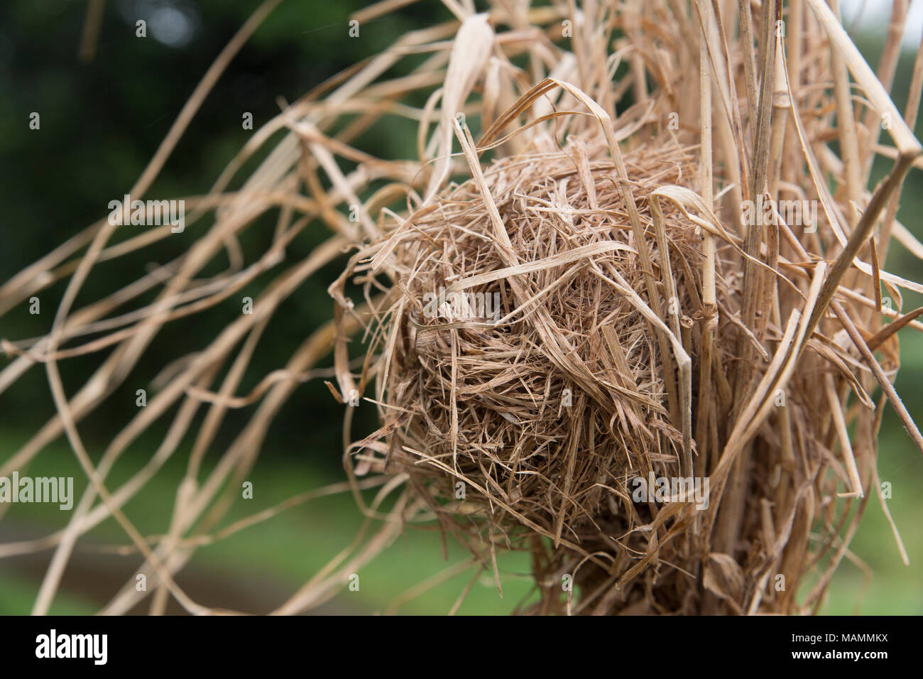 Ernte Maus Nest; Micromys minutus UK Stockfoto