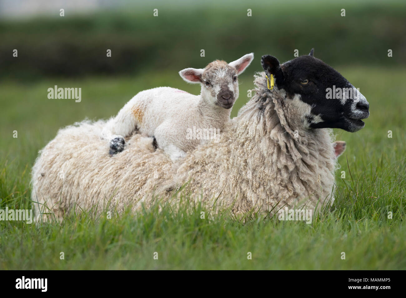 Schaf, Schaf mit Lamm liegend auf dem Rücken Devon, Großbritannien Stockfoto