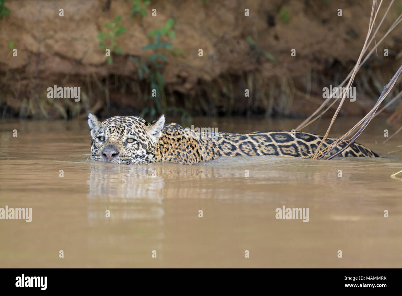 Jaguar (Panthera onca) schwimmen im Wasser, Kamera, Pantanal, Mato Grosso, Brasilien Stockfoto