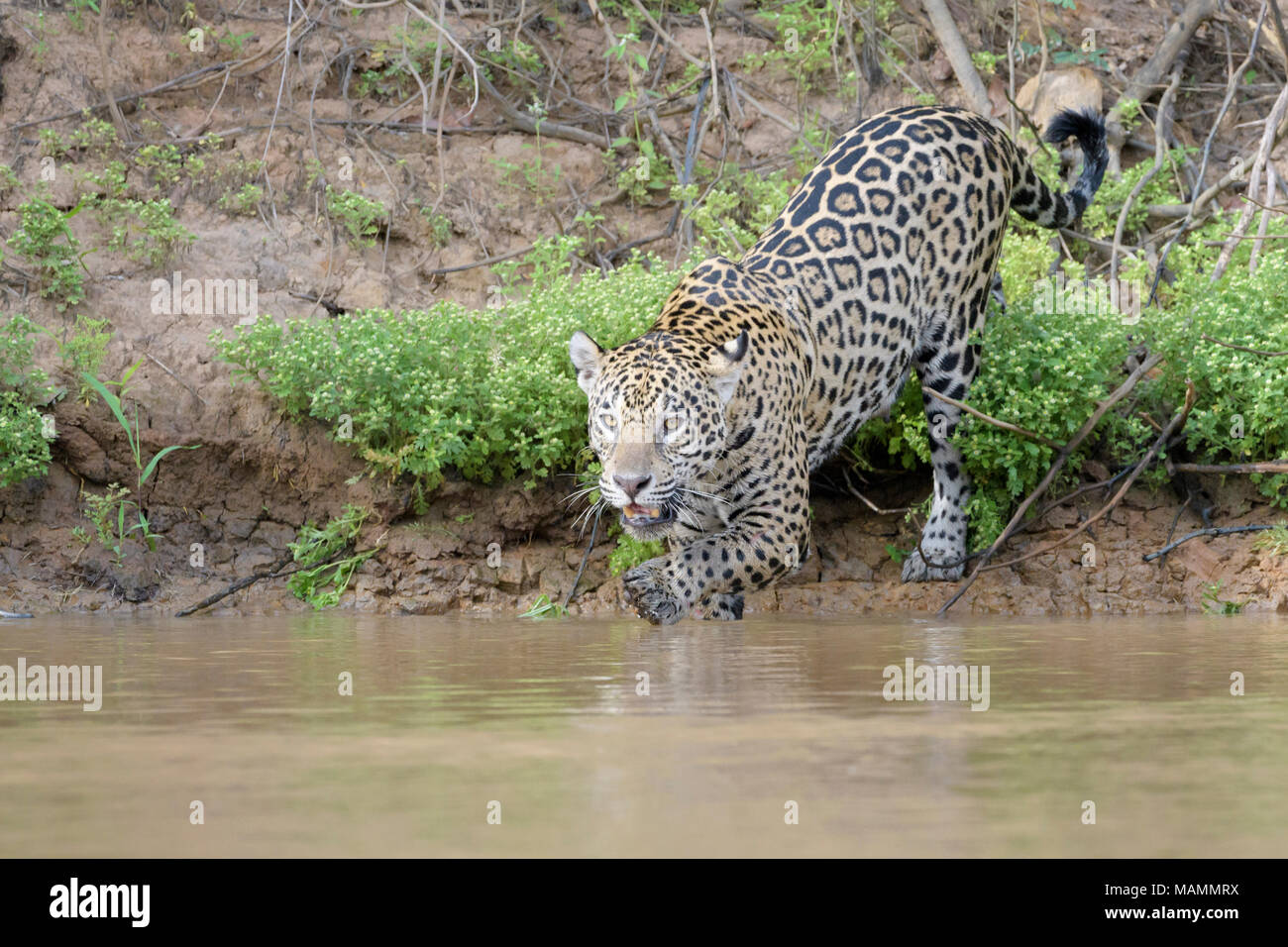 Jaguar (Panthera onca) Jagd im Wasser für Cayman, Kamera, Pantanal, Mato Grosso, Brasilien Stockfoto