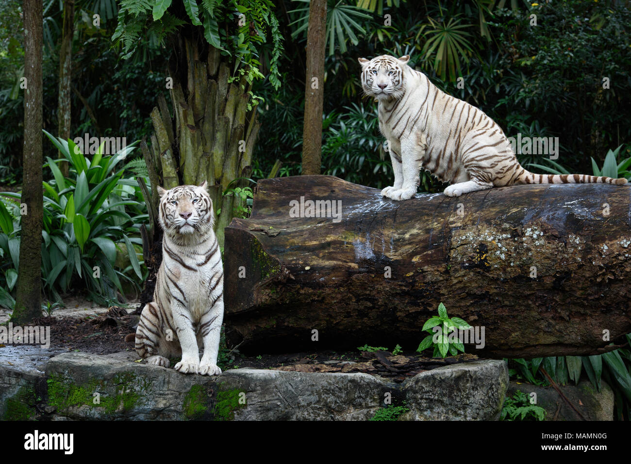 Zwei Tiger im Dschungel. Ein paar weiße Bengalischen Tigern über natürliche Hintergrund Stockfoto