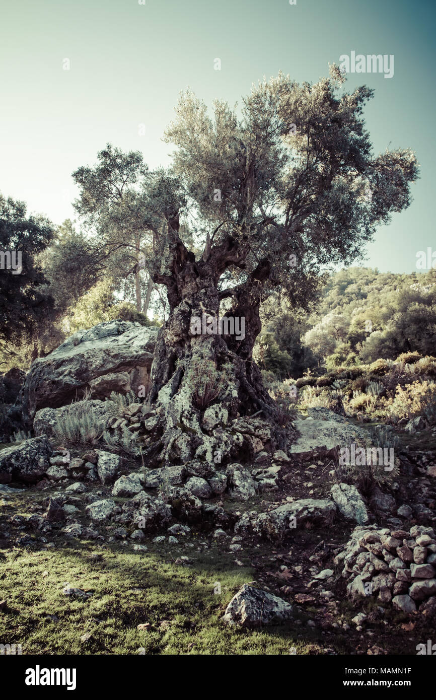 Mediterrane Olivenhain mit alten Olivenbaum Stockfoto