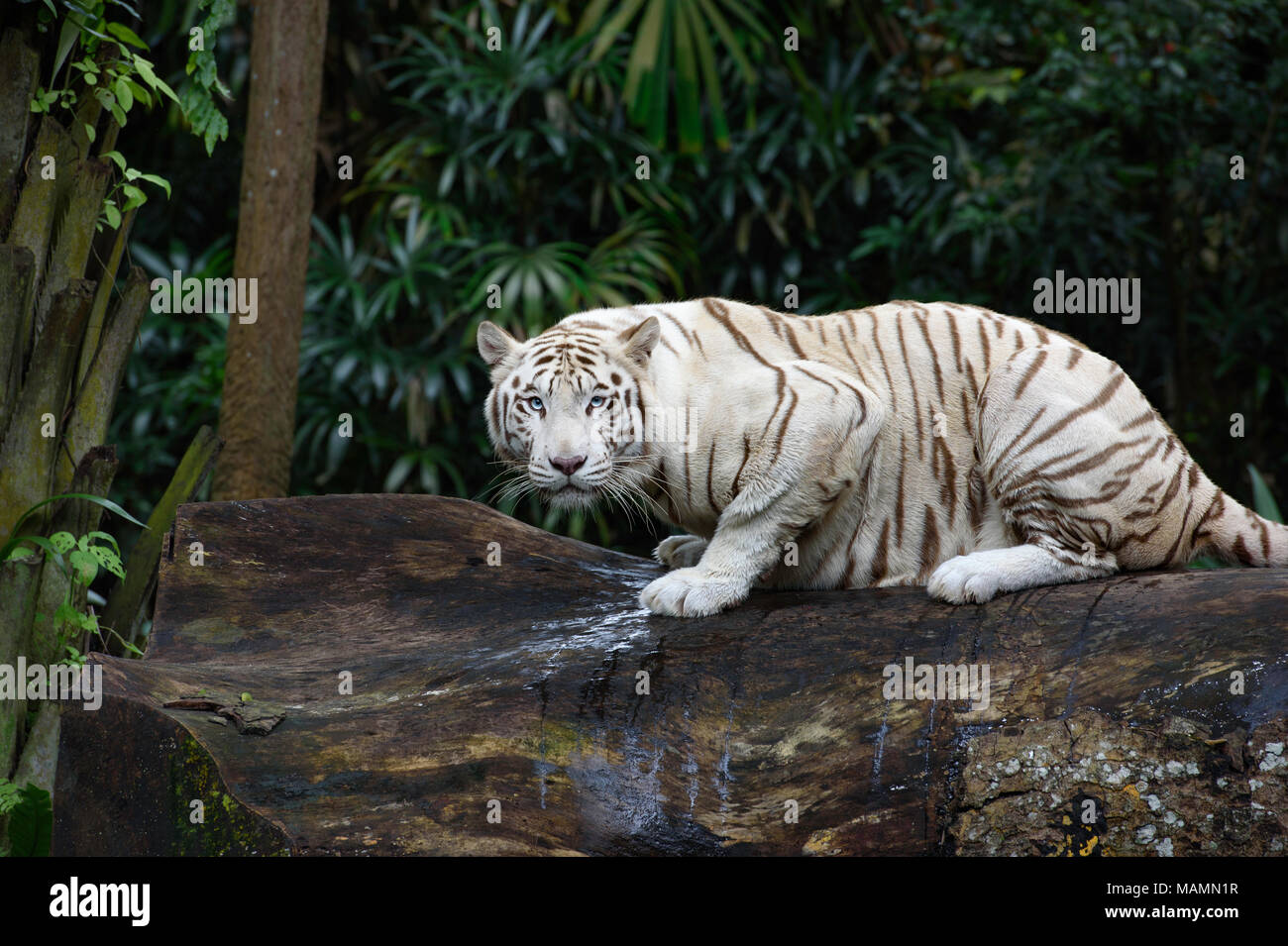 Tiger im Dschungel. White Bengal Tiger auf Baumstamm mit Wald auf Hintergrund Stockfoto