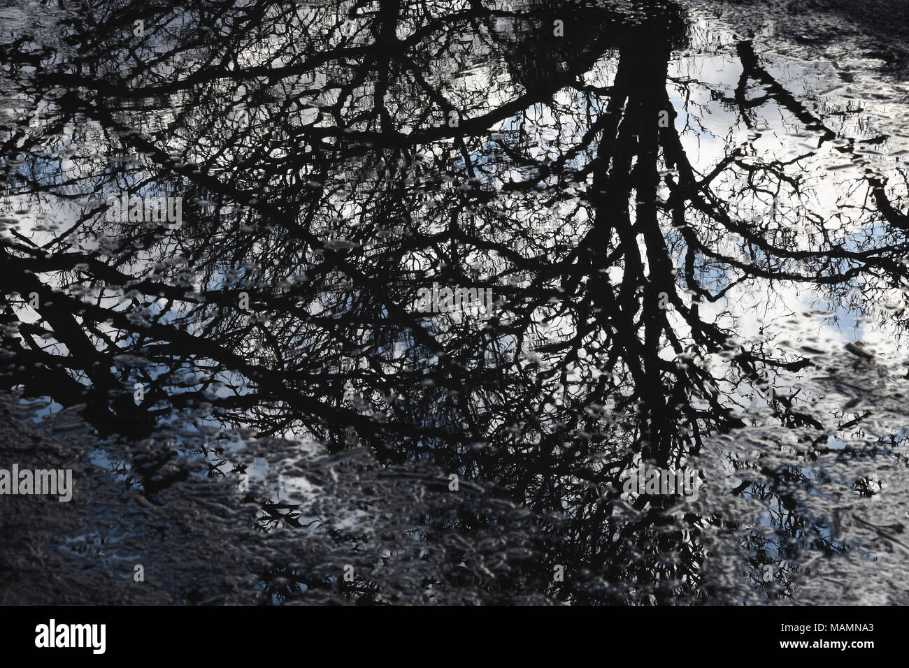 Baum Reflexionen in einer Pfütze,Cray, Foots Cray Wiesen, Dartford, Kent.DE Stockfoto