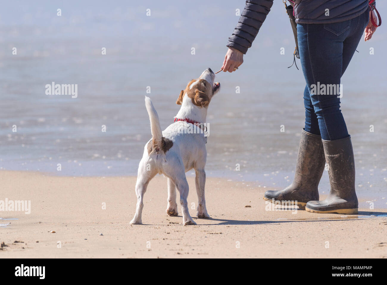 Ein Hundehalter einen Jack Russell Terrier. Stockfoto