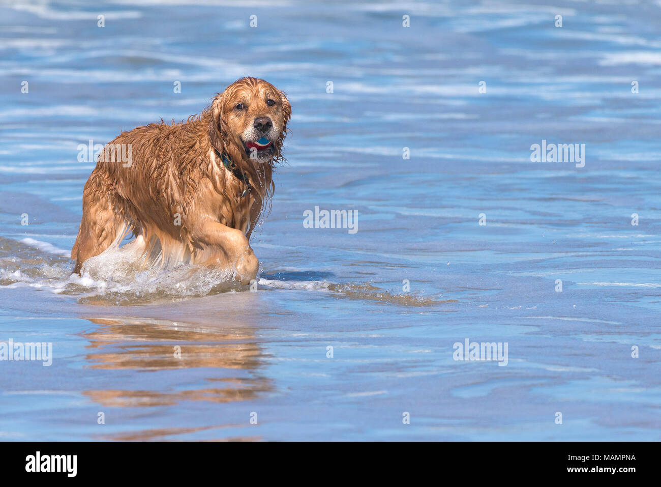 Ein Golden Retriever Abrufen einer Kugel aus dem Meer. Stockfoto