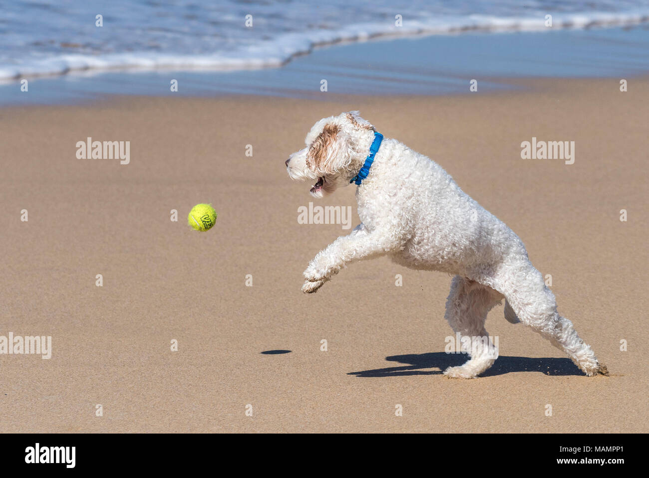 Ein Cockapoo spielen mit einem Ball auf einem Strand. Stockfoto