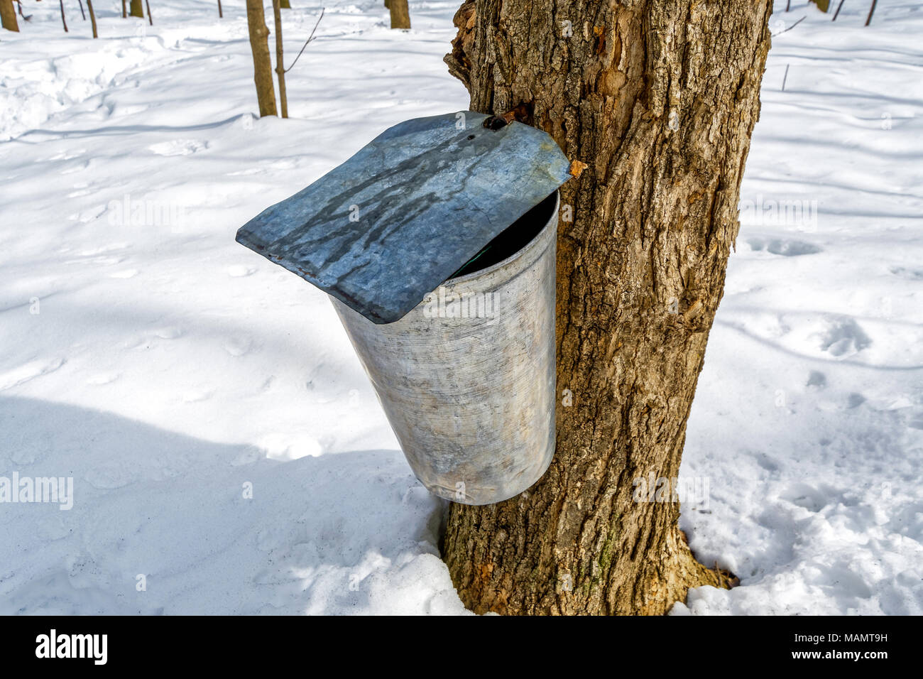 Eimer sammeln Sap auf Ahorn Bäume an St-Gregoire Quebec Stockfoto