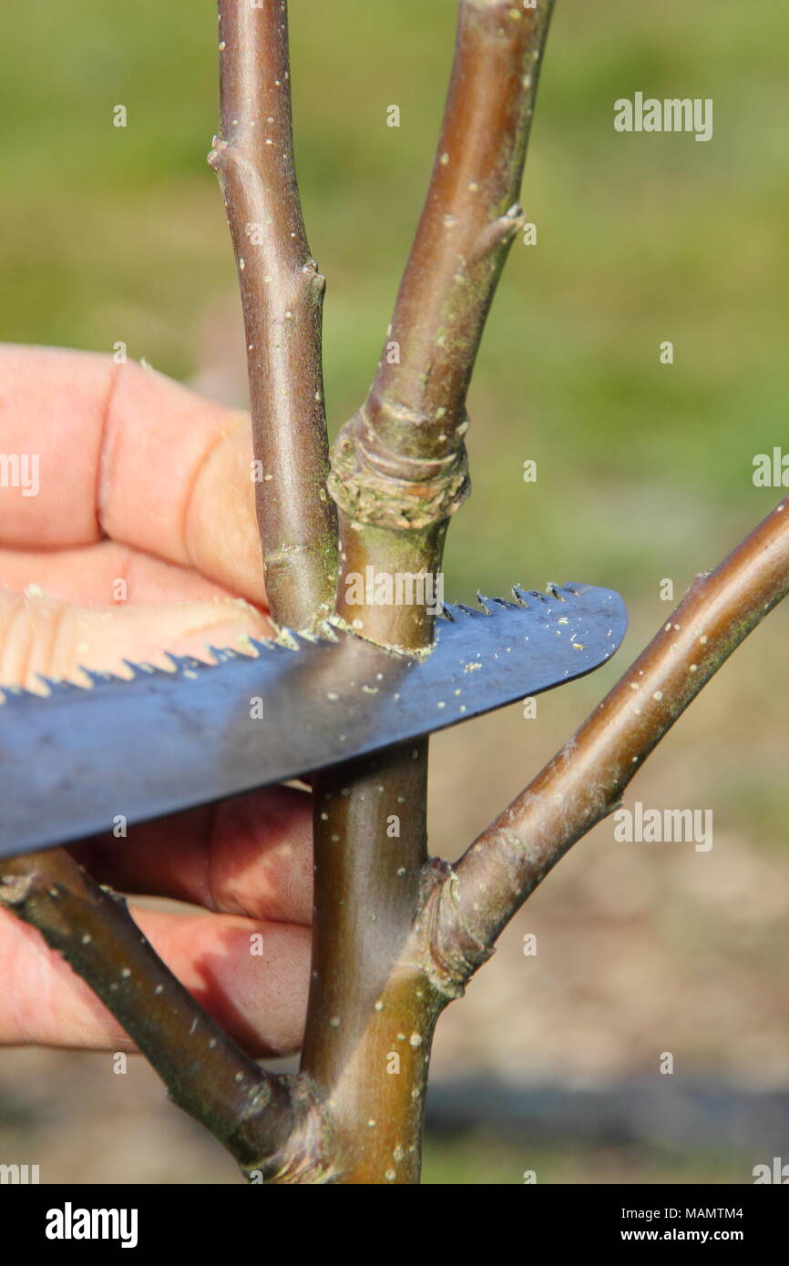 Beschneidung Malus. Prägende Beschneidung von einem zwei Jahre alten freistehenden Apfelbaum mit einer Beschneidung sah eine ausgewogene Filialnetz, UK zu erstellen Stockfoto