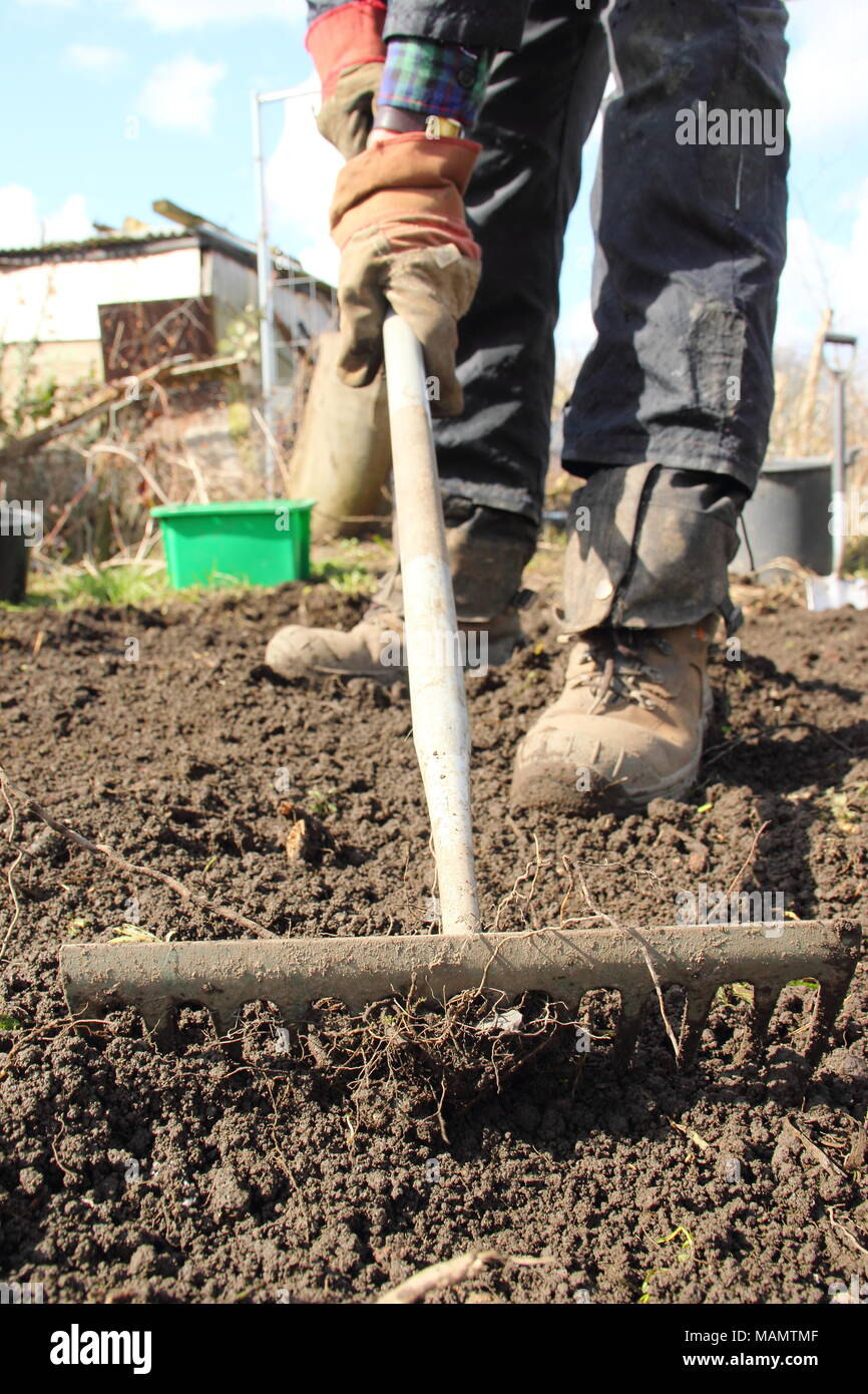 Gärtner verwendet - Kopf Rake bis Boden zu brechen und das Unkraut in einem gemüsebeet vor der Anpflanzung entfernen, Frühjahr, Großbritannien Stockfoto
