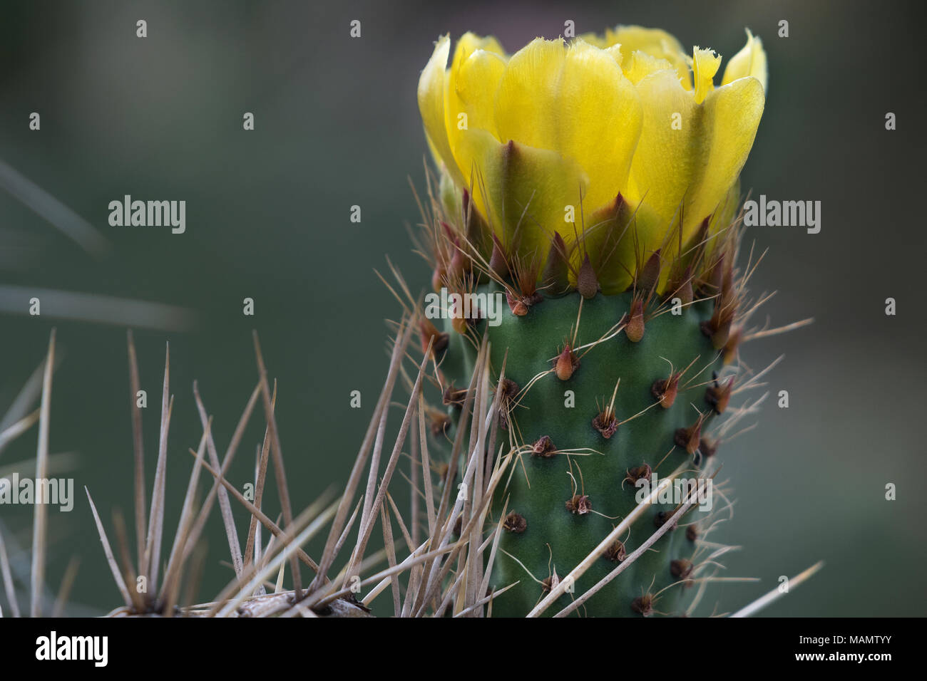 Indische Feige, Debre Libanos, Äthiopien Stockfoto