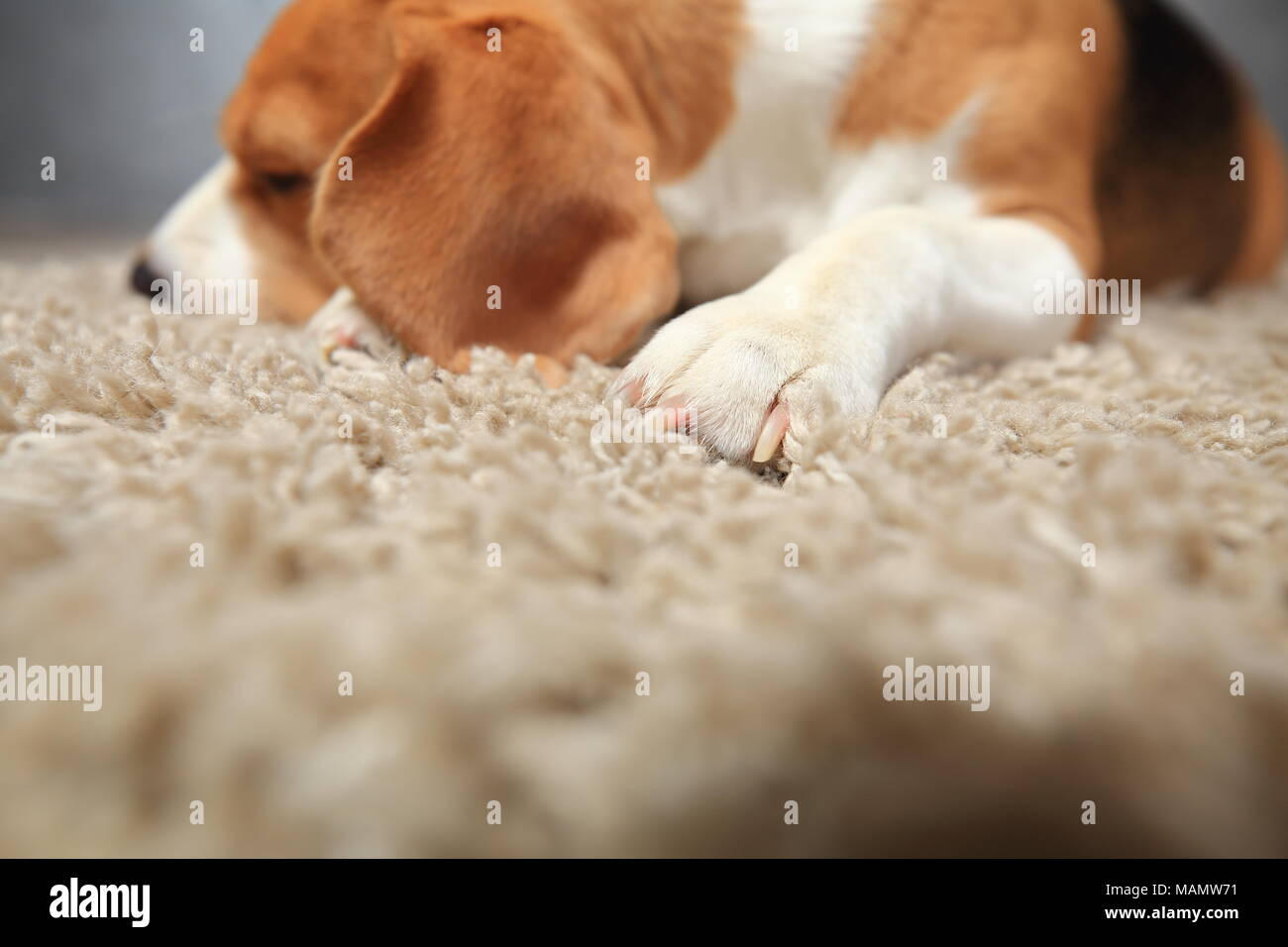 Ausschreibung Hintergrund der Geborgenheit. Beagle Hund schlafen auf weichen, flauschigen Teppich. Hund Pfote auf Teppich close-up. Stockfoto