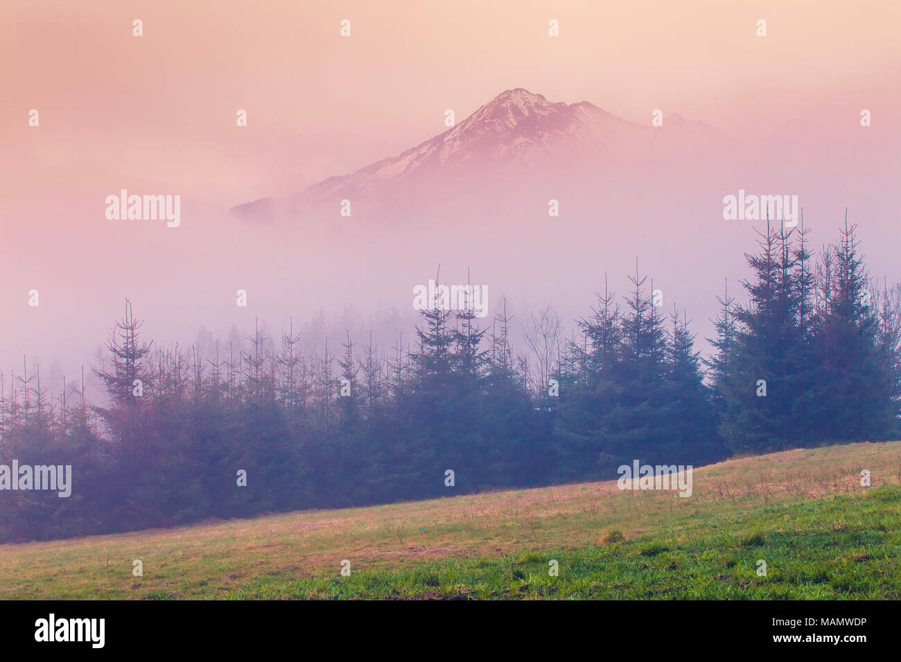 Feder nebligen Morgen in den Bergen. Tannen am Berg im Nebel Kulisse. Stockfoto