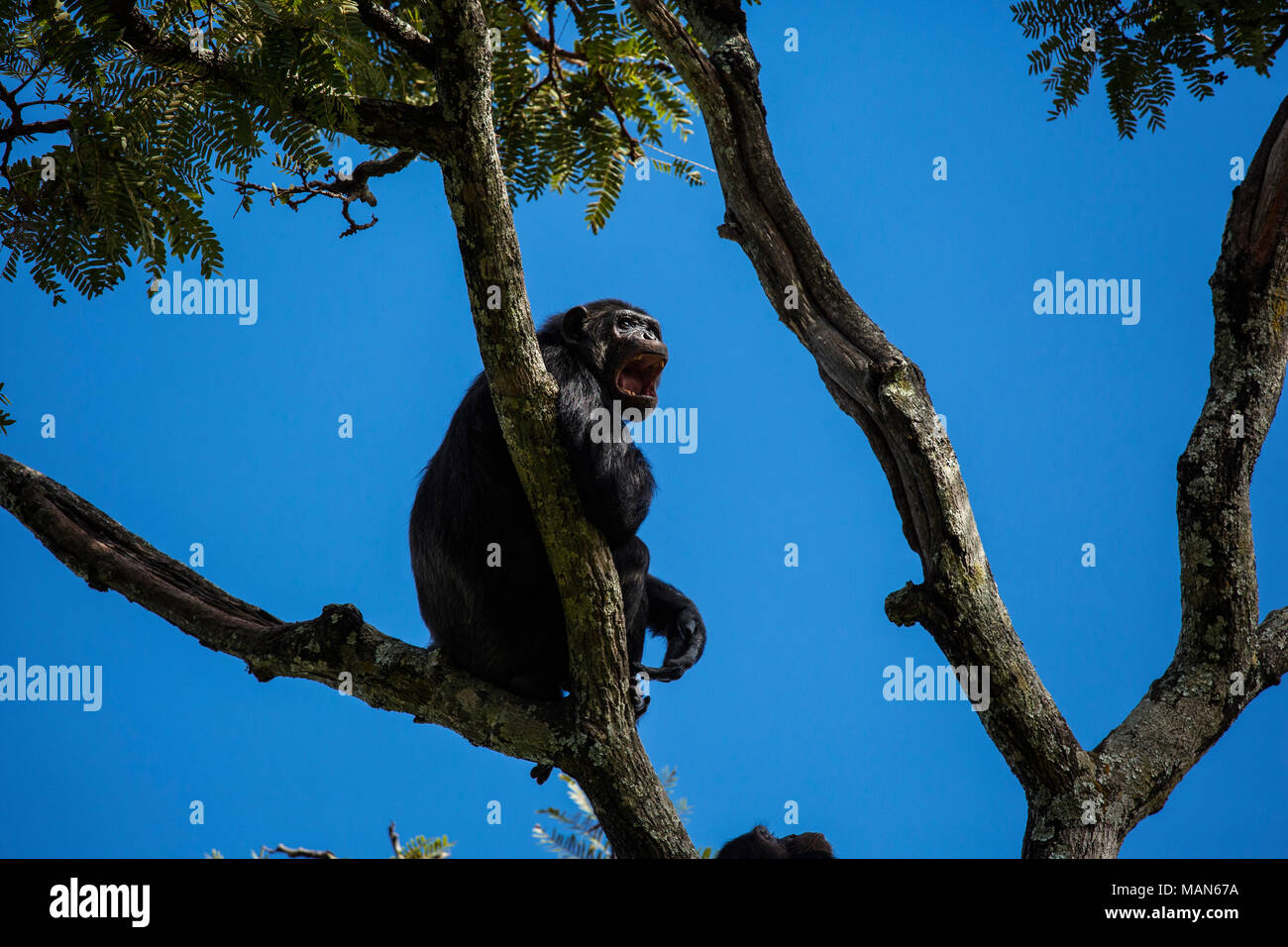 Gemeinsame Schimpansen in einem Baum an Chimfunshi, Chingola, Sambia. Stockfoto